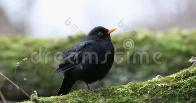 常见的黑鸟都德斯梅鲁拉坐在树上。 早春。 <strong>大自然</strong>的<strong>声音</strong>
